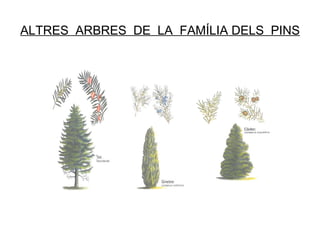 ALTRES  ARBRES  DE  LA  FAMÍLIA DELS  PINS 