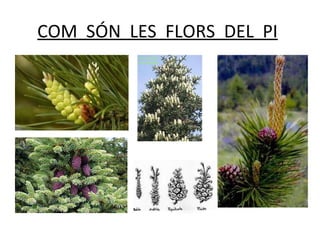 COM SÓN LES FLORS DEL PI