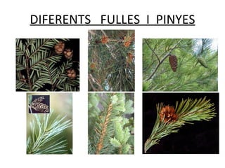 DIFERENTS FULLES I PINYES