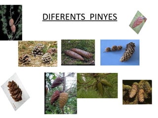 DIFERENTS PINYES