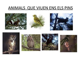 ANIMALS QUE VIUEN ENS ELS PINS