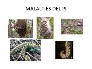MALALTIES DEL PI