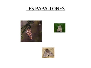 LES PAPALLONES