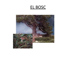 EL BOSC