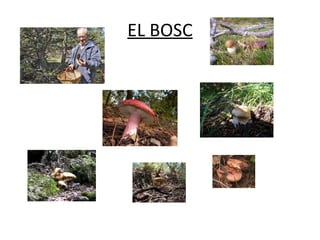 EL BOSC