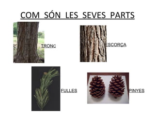 COM SÓN LES SEVES PARTS TRON C ESCORÇA FULLES PINYES