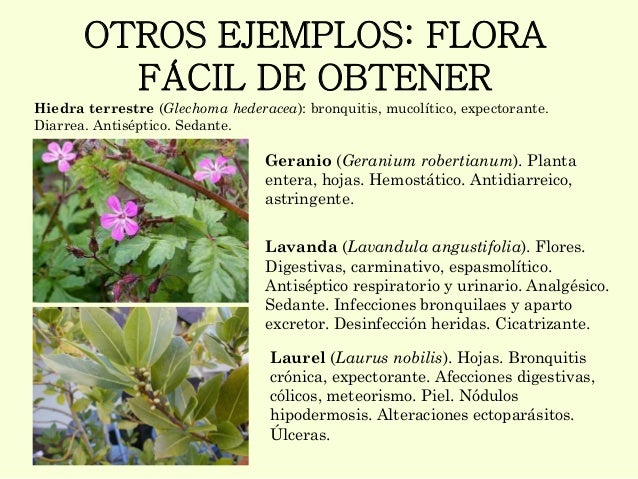 Fitoterapia en ganaderia ecologica Fitoterapia en ganaderia ecologica