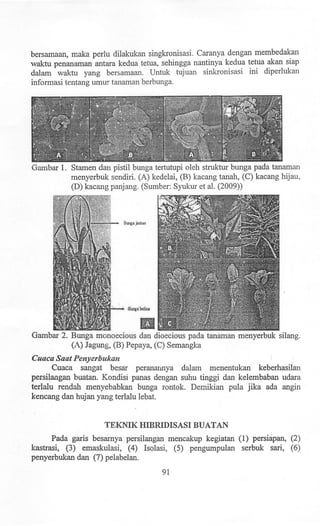 bersamaan, maka perlu dilakukan singkronisasi. Caranya dengan membedakan
waktu penanaman antara kedua tetua, sehingga nantinya kedua tetua akan siap
dalam waktu yang bersamaan. Untuk tujuan sinkronisasi ini diperlukan
informasi tentang umur tanaman berbunga.
Gambar 1. Stamen dan pistil bunga tertutupi oleh struktur bunga pada tanaman
menyerbuk sendiri. (A) kedelai, (B) kacang tanah, (C) kacang hijau,
(D) kacang panjang. (Sumber: Syukur et al. (2009»
II
Gambar 2. Bunga monoecious dan dioecious pada tanaman menyerbuk silang.
(A) Jagung, (B) Pepaya, (C) Semangka
Cuaca Saat Penyerbukan
Cuaca sangat besar peranannya dalam menentukan keberhasilan
persilangan buatan. Kondisi panas dengan suhu tinggi dan kelembaban udara
terlalu rendah menyebabkan bunga rontok. Demikian pula jika ada angin
kencang dan hujan yang terlalu lebat.
TEKNIK HIBRIDISASI BUATAN
Pada garis besamya persilangan mencakup kegiatan (1) pershipan, (2)
kastrasi, (3) emaskulasi, (4) Isolasi, (5) pengumpulan serbuk san, (6)
penyerbukan dan (7) pelabelan.
91
 