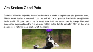 Are Snakes Good Pets
The next step with regard to natural pet health is to make sure your pet gets plenty of fresh,
filtered water. Water is essential to proper hydration and hydration is essential to organ and
brain health. All you have to do is make sure that the water bowl is always filled and
accessible. You don't need to buy your pet bottled water, but do use a tap filter, so that your
dog or cat is not drinking a big bowl of chemicals.
 