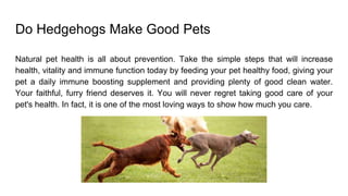 Do Hedgehogs Make Good Pets
Natural pet health is all about prevention. Take the simple steps that will increase
health, vitality and immune function today by feeding your pet healthy food, giving your
pet a daily immune boosting supplement and providing plenty of good clean water.
Your faithful, furry friend deserves it. You will never regret taking good care of your
pet's health. In fact, it is one of the most loving ways to show how much you care.
 