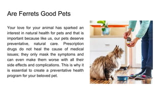 Are Ferrets Good Pets
Your love for your animal has sparked an
interest in natural health for pets and that is
important because like us, our pets deserve
preventative, natural care. Prescription
drugs do not heal the cause of medical
issues; they only mask the symptoms and
can even make them worse with all their
side effects and complications. This is why it
is essential to create a preventative health
program for your beloved pet.
 