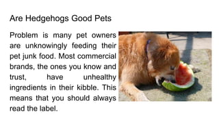 Are Hedgehogs Good Pets
Problem is many pet owners
are unknowingly feeding their
pet junk food. Most commercial
brands, the ones you know and
trust, have unhealthy
ingredients in their kibble. This
means that you should always
read the label.
 
