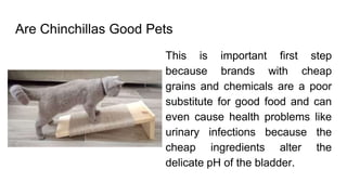 Are Chinchillas Good Pets
This is important first step
because brands with cheap
grains and chemicals are a poor
substitute for good food and can
even cause health problems like
urinary infections because the
cheap ingredients alter the
delicate pH of the bladder.
 