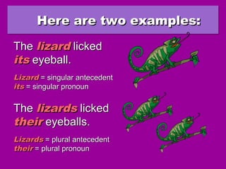 Here are two examples:Here are two examples:Here are two examples:Here are two examples:
TheThe lizardlizard lickedlicked
itsits eyeball.eyeball.
TheThe lizardslizards lickedlicked
theirtheir eyeballs.eyeballs.
LizardLizard = singular antecedent= singular antecedent
itsits = singular pronoun= singular pronoun
LizardsLizards = plural antecedent= plural antecedent
theirtheir = plural pronoun= plural pronoun
 