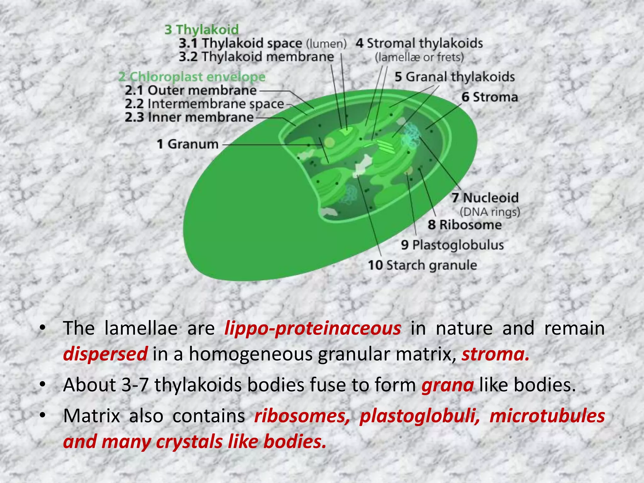 Prokaryotic and Eukaryotic Algal cell structure | PPTX