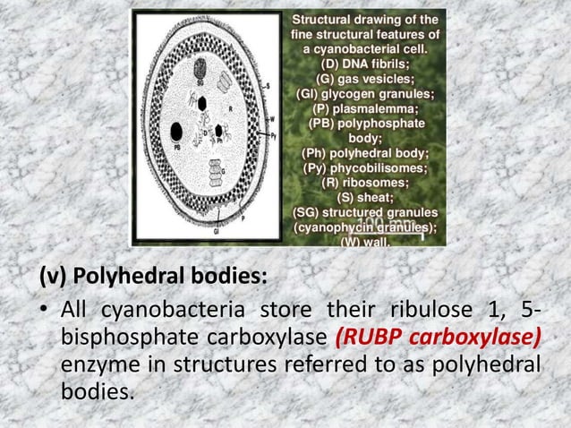 Prokaryotic and Eukaryotic Algal cell structure | PPTX | Biological ...