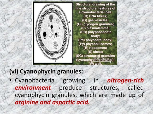 Prokaryotic and Eukaryotic Algal cell structure | PPTX | Biological ...