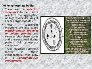 (vi) Cyanophycin granules:
• Cyanobacteria growing in nitrogen-rich
environment produce structures, called
cyanophycin gra...