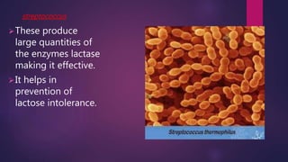 streptococcus
These produce
large quantities of
the enzymes lactase
making it effective.
It helps in
prevention of
lactose intolerance.
 