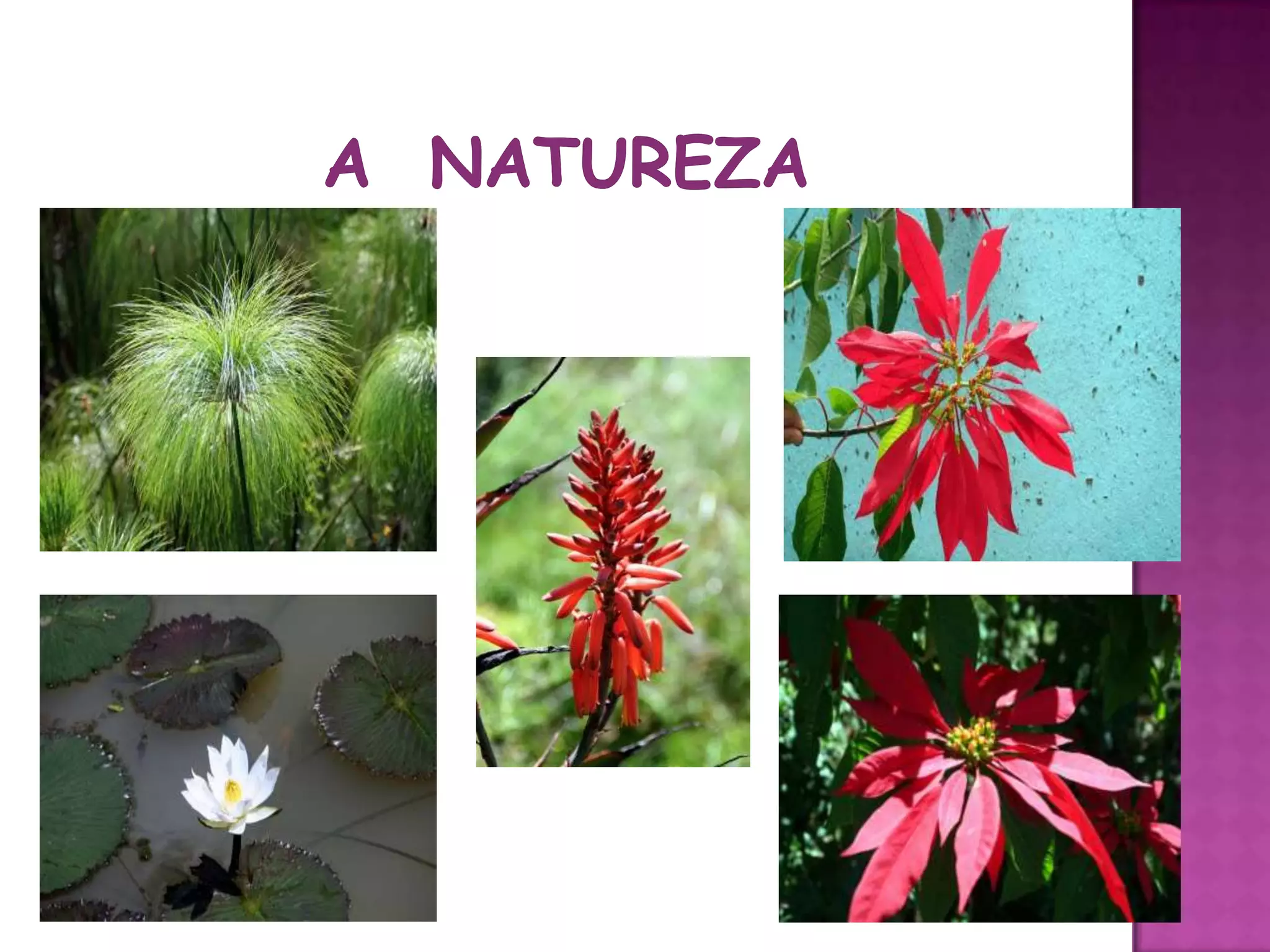 A  natureza