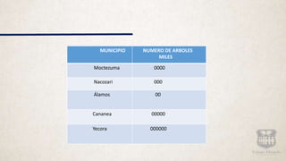 MUNICIPIO NUMERO DE ARBOLES
MILES
Moctezuma 0000
Nacozari 000
Álamos 00
Cananea 00000
Yecora 000000
 