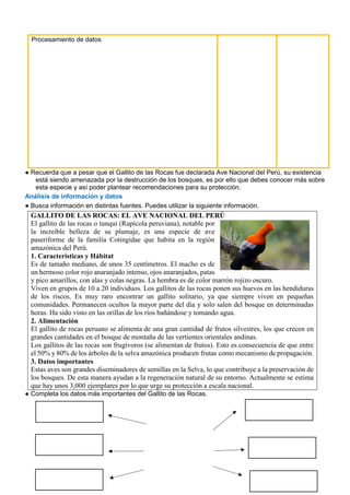 Procesamiento de datos
● Recuerda que a pesar que el Gallito de las Rocas fue declarada Ave Nacional del Perú, su existencia
está siendo amenazada por la destrucción de los bosques, es por ello que debes conocer más sobre
esta especie y así poder plantear recomendaciones para su protección.
Análisis de información y datos
● Busca información en distintas fuentes. Puedes utilizar la siguiente información.
GALLITO DE LAS ROCAS: EL AVE NACIONAL DEL PERÚ
El gallito de las rocas o tunqui (Rupícola peruviana), notable por
la increíble belleza de su plumaje, es una especie de ave
paseriforme de la familia Cotingidae que habita en la región
amazónica del Perú.
1. Características y Hábitat
Es de tamaño mediano, de unos 35 centímetros. El macho es de
un hermoso color rojo anaranjado intenso, ojos anaranjados, patas
y pico amarillos, con alas y colas negras. La hembra es de color marrón rojizo oscuro.
Viven en grupos de 10 a 20 individuos. Los gallitos de las rocas ponen sus huevos en las hendiduras
de los riscos. Es muy raro encontrar un gallito solitario, ya que siempre viven en pequeñas
comunidades. Permanecen ocultos la mayor parte del día y solo salen del bosque en determinadas
horas. Ha sido visto en las orillas de los ríos bañándose y tomando agua.
2. Alimentación
El gallito de rocas peruano se alimenta de una gran cantidad de frutos silvestres, los que crecen en
grandes cantidades en el bosque de montaña de las vertientes orientales andinas.
Los gallitos de las rocas son frugívoros (se alimentan de frutos). Esto es consecuencia de que entre
el 50% y 80% de los árboles de la selva amazónica producen frutas como mecanismo de propagación.
3. Datos importantes
Estas aves son grandes diseminadores de semillas en la Selva, lo que contribuye a la preservación de
los bosques. De esta manera ayudan a la regeneración natural de su entorno. Actualmente se estima
que hay unos 3,000 ejemplares por lo que urge su protección a escala nacional.
● Completa los datos más importantes del Gallito de las Rocas.
 