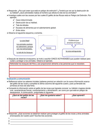 ● Responde: ¿Por qué creen que está en peligro de extinción? ¿Tendrá que ver por la destrucción de
su hábitat? ¿Qué actividades realiza el hombre que afecta la vida de los animales?
● Investiga cuales son las causas por las cuales El gallito de las Rocas está en Peligro de Extinción. Por
ejemplo.
✔ Caza indiscriminada
✔ Destrucción de su habitad.
✔ Tala de árboles.
✔ Escasez de alimentos por el calentamiento global.
✔ Entre otros.
● Observa el siguiente esquema y comenta.
● Después de observar el esquema, te invito a escribir CINCO ACTIVIDADES que pueden realizar para
cuidar y proteger a los animales. Observa el ejemplo.
Reforestar los bosques del Perú y así proporcionar alimento a las personas que lo necesitan.
Evaluación y comunicación
● Reﬂexiona sobre tus saberes iniciales (saberes previos) en relación con la nueva información acerca
del gallito de las rocas y completa la última columna del siguiente cuadro, pues ya llenaste las
primeras al inicio de esta ﬁcha.
● Comparte la información sobre el gallito de las rocas que lograste conocer: su hábitat o lugares donde
vive, características físicas, comportamiento y alimentación, así como por qué está en peligro de
desaparecer. A continuación, pregúntales lo siguiente:
¿Qué sé del gallito de las
rocas?
¿Qué me gustaría saber? ¿Qué aprendí?
● Responde: ¿Qué acciones se deberían realizar para proteger al gallito de las rocas y otros animales
amenazados de nuestro país? Escribe tres acciones.
1. ______________________________________________________________
2. ______________________________________________________________
3. ______________________________________________________________
La caza ilegal
Los animales cautivos
no sobreviven, porque
son mal alimentados.
La tala de los bosques
Causas
Problema que
atraviesa el tunqui
Se esta extinguiendo
_________________
 