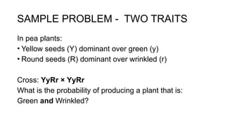 Understanding Genetic Probability: Punnett Squares and Inheritance ...
