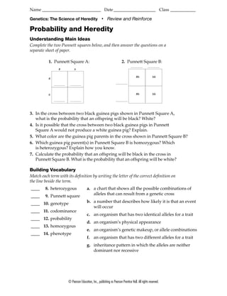 Name ____________________________ Date ____________________ Class ____________

Genetics: The Science of Heredity                    ■
                                                          Review and Reinforce

Probability and Heredity
Understanding Main Ideas
Complete the two Punnett squares below, and then answer the questions on a
separate sheet of paper.

          1. Punnett Square A:                                         2. Punnett Square B:
                B          b


                                                                                    Bb              bb
          B




          b                                                                         Bb              bb




3. In the cross between two black guinea pigs shown in Punnett Square A,
   what is the probability that an offspring will be black? White?
4. Is it possible that the cross between two black guinea pigs in Punnett
   Square A would not produce a white guinea pig? Explain.
5. What color are the guinea pig parents in the cross shown in Punnett Square B?
6. Which guinea pig parent(s) in Punnett Square B is homozygous? Which
   is heterozygous? Explain how you know.
7. Calculate the probability that an offspring will be black in the cross in
   Punnett Square B. What is the probability that an offspring will be white?

Building Vocabulary
Match each term with its deﬁnition by writing the letter of the correct deﬁnition on
the line beside the term.
____    8. heterozygous                a. a chart that shows all the possible combinations of
____    9. Punnett square                 alleles that can result from a genetic cross

____ 10. genotype                      b. a number that describes how likely it is that an event
                                          will occur
____ 11. codominance
                                       c. an organism that has two identical alleles for a trait
____ 12. probability
                                       d. an organism’s physical appearance
____ 13. homozygous
                                       e. an organism’s genetic makeup, or allele combinations
____ 14. phenotype
                                       f. an organism that has two different alleles for a trait
                                       g. inheritance pattern in which the alleles are neither
                                          dominant nor recessive




                      © Pearson Education, Inc., publishing as Pearson Prentice Hall. All rights reserved.
 