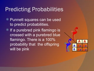 Predicting Probabilities
 Punnett squares can be used
  to predict probabilities.
 If a purebred pink flamingo is
  crossed with a purebred blue
  flamingo. There is a 100%
  probability that the offspring
  will be pink
 