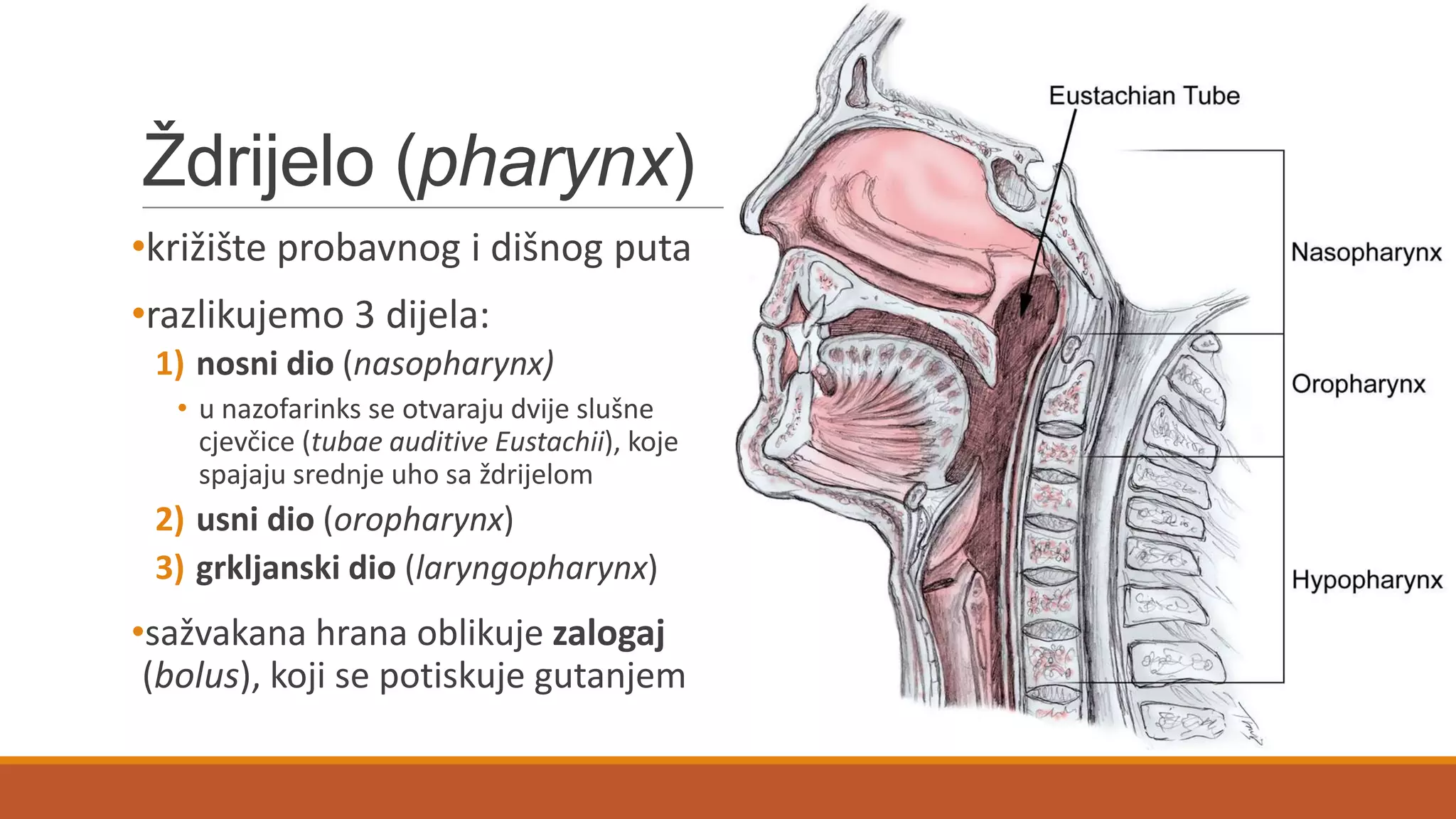 Ţdrijelo (pharynx)
•križište probavnog i dišnog puta
•razlikujemo 3 dijela:
1) nosni dio (nasopharynx)
• u nazofarinks se otvaraju dvije slušne
cjevčice (tubae auditive Eustachii), koje
spajaju srednje uho sa ždrijelom
2) usni dio (oropharynx)
3) grkljanski dio (laryngopharynx)
•sažvakana hrana oblikuje zalogaj
(bolus), koji se potiskuje gutanjem
 