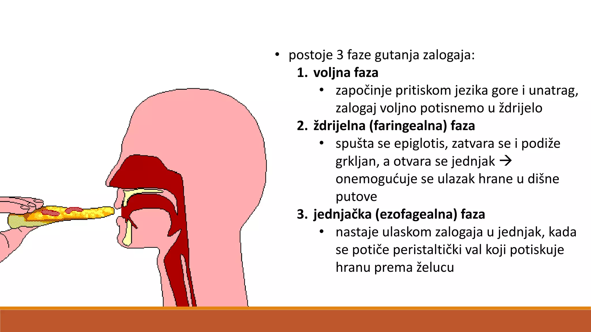 • postoje 3 faze gutanja zalogaja:
1. voljna faza
• započinje pritiskom jezika gore i unatrag,
zalogaj voljno potisnemo u ždrijelo
2. ždrijelna (faringealna) faza
• spušta se epiglotis, zatvara se i podiže
grkljan, a otvara se jednjak 
onemoguduje se ulazak hrane u dišne
putove
3. jednjačka (ezofagealna) faza
• nastaje ulaskom zalogaja u jednjak, kada
se potiče peristaltički val koji potiskuje
hranu prema želucu
 