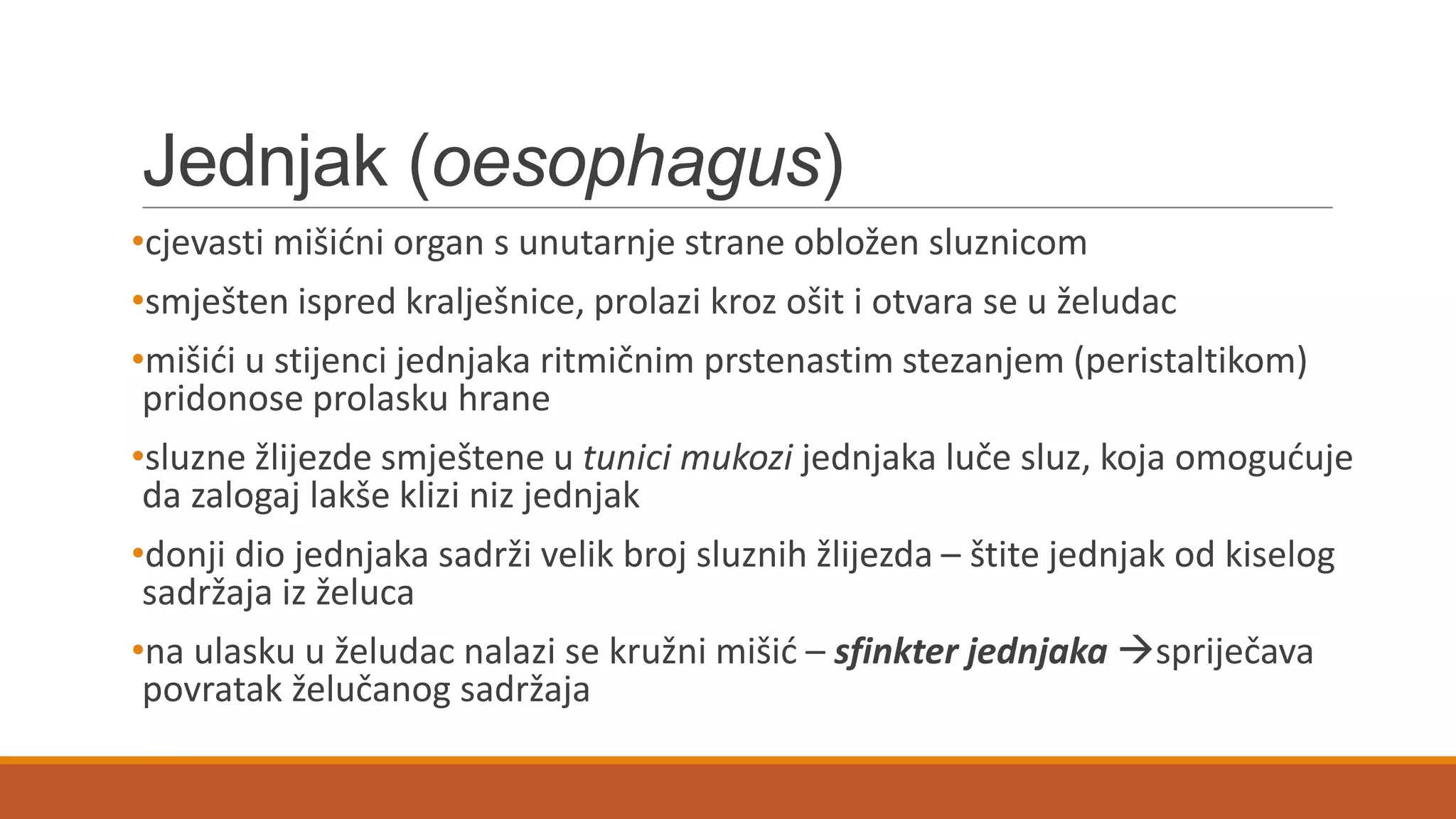 Jednjak (oesophagus)
•cjevasti mišidni organ s unutarnje strane obložen sluznicom
•smješten ispred kralješnice, prolazi kroz ošit i otvara se u želudac
•mišidi u stijenci jednjaka ritmičnim prstenastim stezanjem (peristaltikom)
pridonose prolasku hrane
•sluzne žlijezde smještene u tunici mukozi jednjaka luče sluz, koja omoguduje
da zalogaj lakše klizi niz jednjak
•donji dio jednjaka sadrži velik broj sluznih žlijezda – štite jednjak od kiselog
sadržaja iz želuca
•na ulasku u želudac nalazi se kružni mišid – sfinkter jednjaka spriječava
povratak želučanog sadržaja
 
