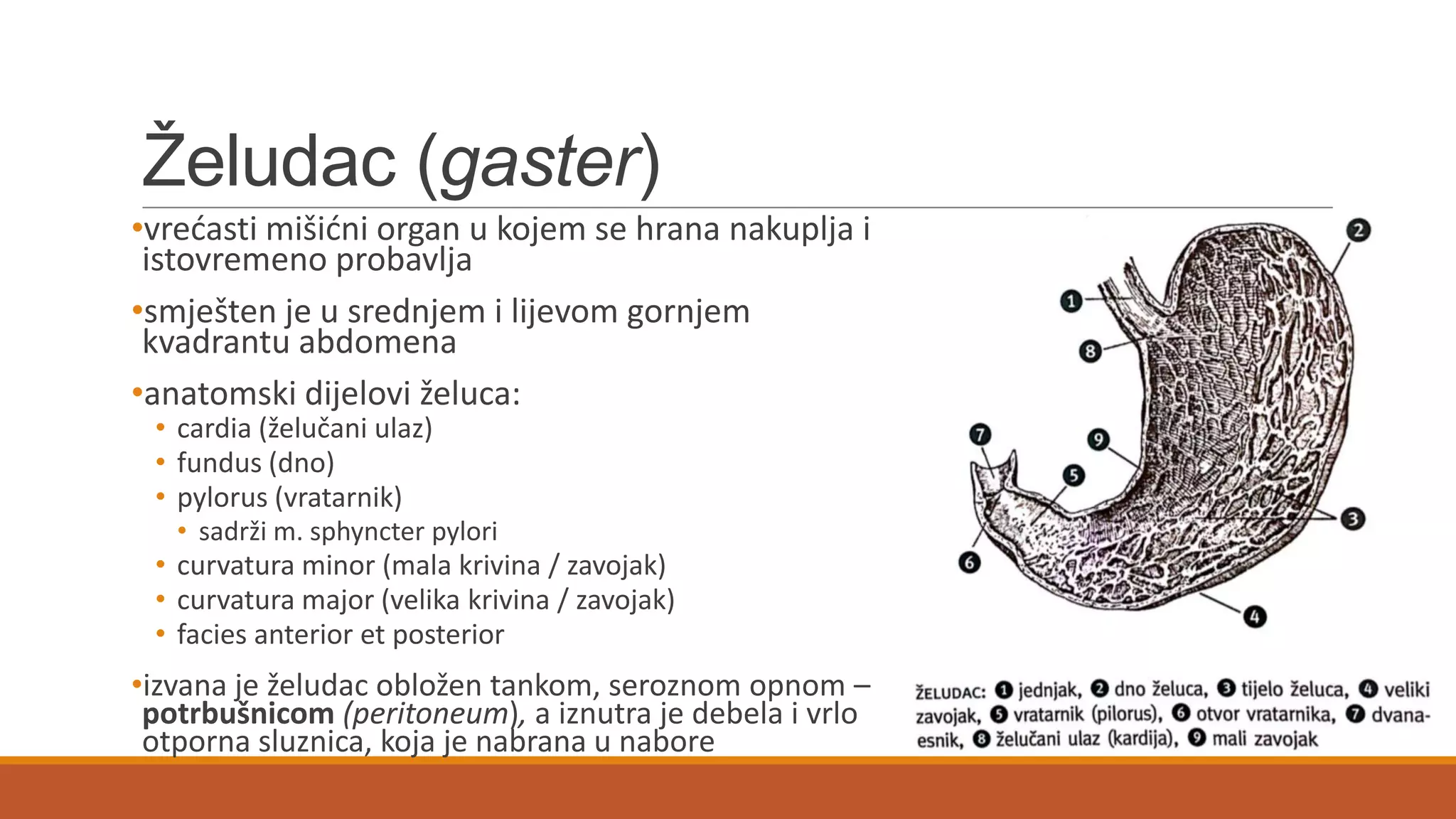 Ţeludac (gaster)
•vredasti mišidni organ u kojem se hrana nakuplja i
istovremeno probavlja
•smješten je u srednjem i lijevom gornjem
kvadrantu abdomena
•anatomski dijelovi želuca:
• cardia (želučani ulaz)
• fundus (dno)
• pylorus (vratarnik)
• sadrži m. sphyncter pylori
• curvatura minor (mala krivina / zavojak)
• curvatura major (velika krivina / zavojak)
• facies anterior et posterior
•izvana je želudac obložen tankom, seroznom opnom –
potrbušnicom (peritoneum), a iznutra je debela i vrlo
otporna sluznica, koja je nabrana u nabore
 