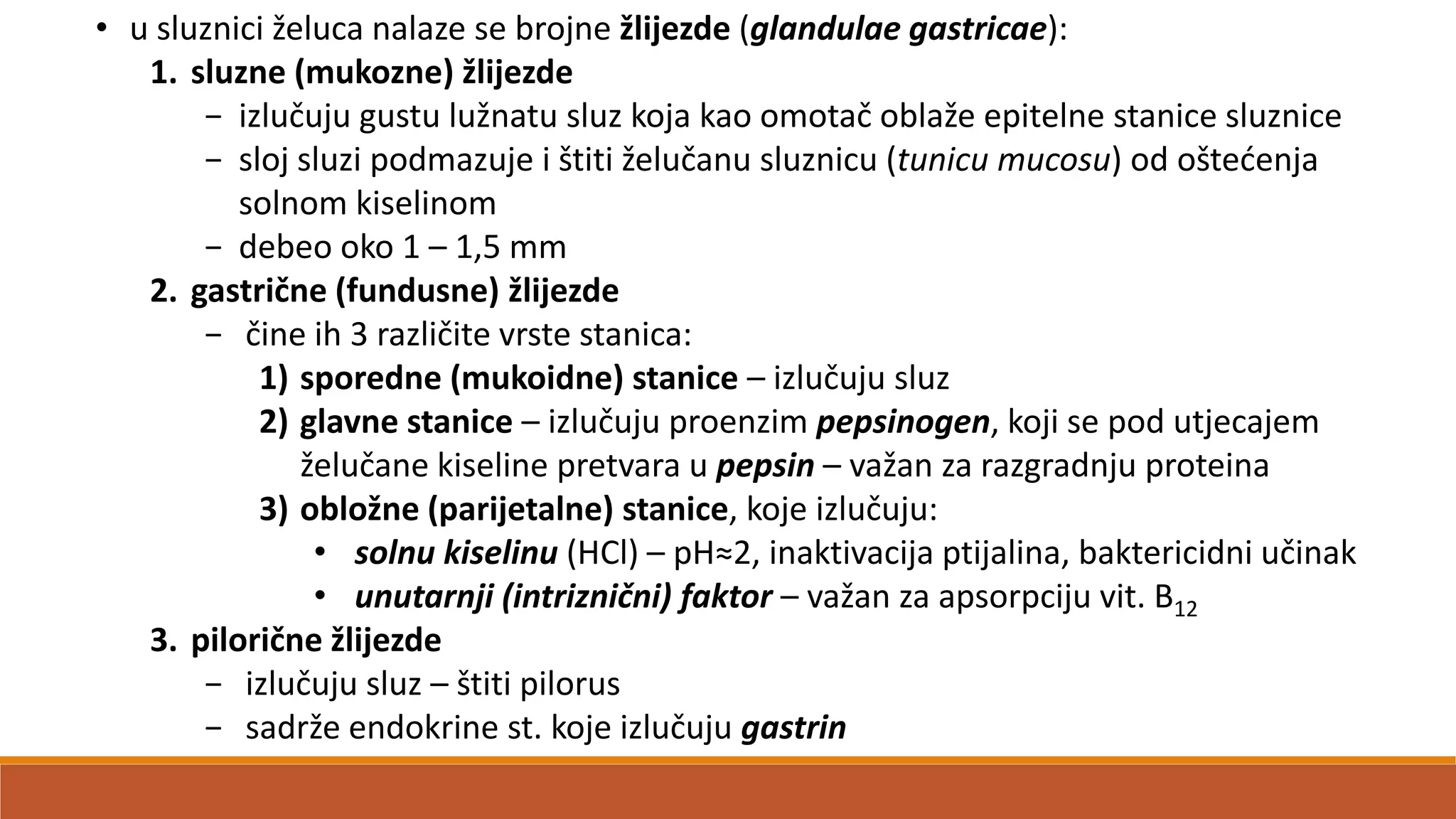• u sluznici želuca nalaze se brojne žlijezde (glandulae gastricae):
1. sluzne (mukozne) žlijezde
− izlučuju gustu lužnatu sluz koja kao omotač oblaže epitelne stanice sluznice
− sloj sluzi podmazuje i štiti želučanu sluznicu (tunicu mucosu) od oštedenja
solnom kiselinom
− debeo oko 1 – 1,5 mm
2. gastrične (fundusne) žlijezde
− čine ih 3 različite vrste stanica:
1) sporedne (mukoidne) stanice – izlučuju sluz
2) glavne stanice – izlučuju proenzim pepsinogen, koji se pod utjecajem
želučane kiseline pretvara u pepsin – važan za razgradnju proteina
3) obložne (parijetalne) stanice, koje izlučuju:
• solnu kiselinu (HCl) – pH≈2, inaktivacija ptijalina, baktericidni učinak
• unutarnji (intriznični) faktor – važan za apsorpciju vit. B12
3. pilorične žlijezde
− izlučuju sluz – štiti pilorus
− sadrže endokrine st. koje izlučuju gastrin
 