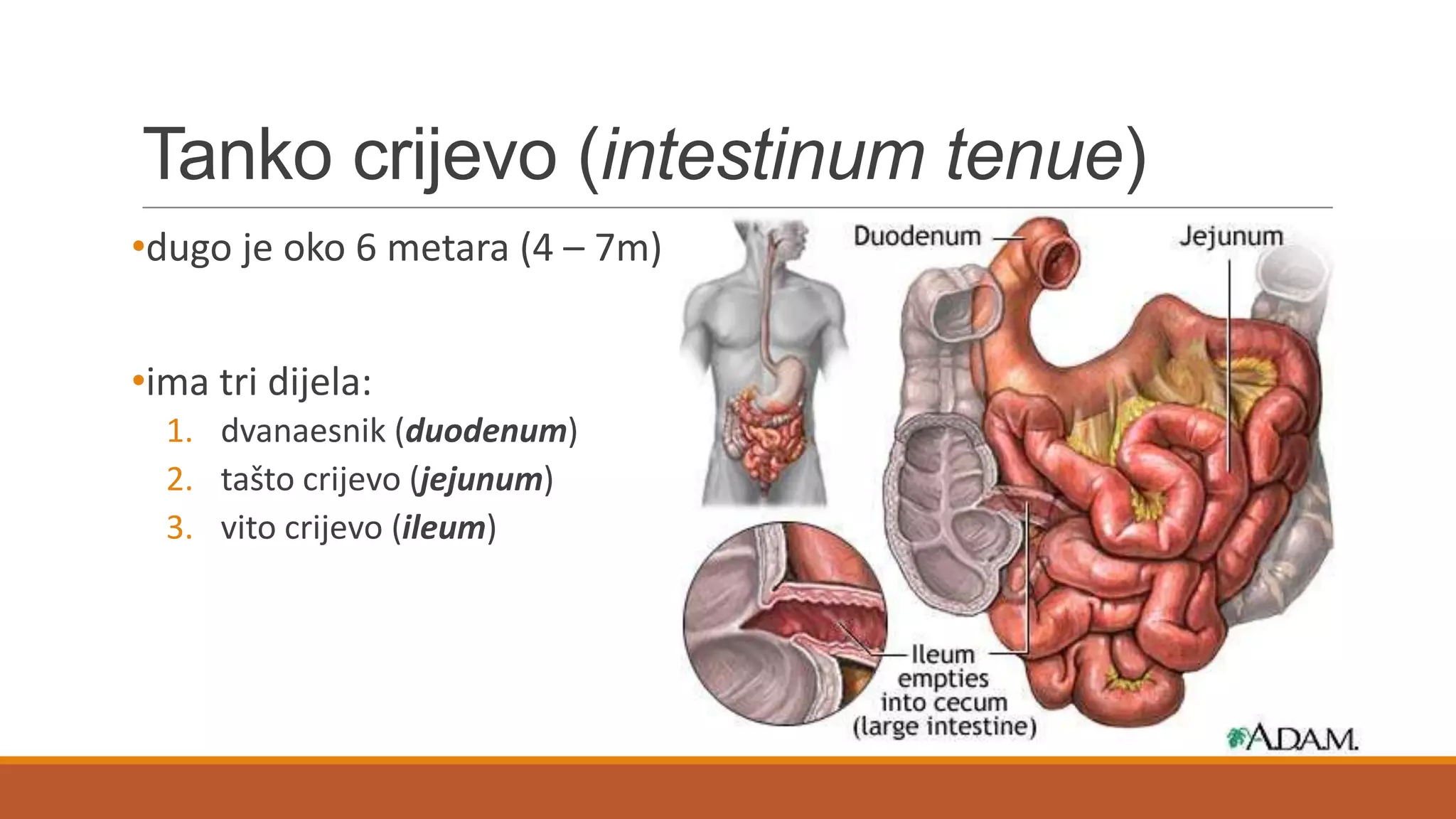 Tanko crijevo (intestinum tenue)
•dugo je oko 6 metara (4 – 7m)
•ima tri dijela:
1. dvanaesnik (duodenum)
2. tašto crijevo (jejunum)
3. vito crijevo (ileum)
 