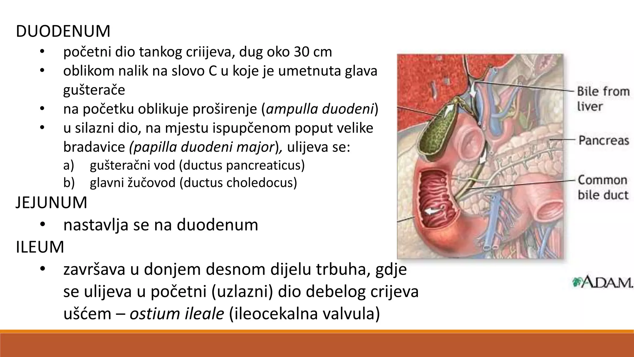 DUODENUM
• početni dio tankog criijeva, dug oko 30 cm
• oblikom nalik na slovo C u koje je umetnuta glava
gušterače
• na početku oblikuje proširenje (ampulla duodeni)
• u silazni dio, na mjestu ispupčenom poput velike
bradavice (papilla duodeni major), ulijeva se:
a) gušteračni vod (ductus pancreaticus)
b) glavni žučovod (ductus choledocus)
JEJUNUM
• nastavlja se na duodenum
ILEUM
• završava u donjem desnom dijelu trbuha, gdje
se ulijeva u početni (uzlazni) dio debelog crijeva
ušdem – ostium ileale (ileocekalna valvula)
 