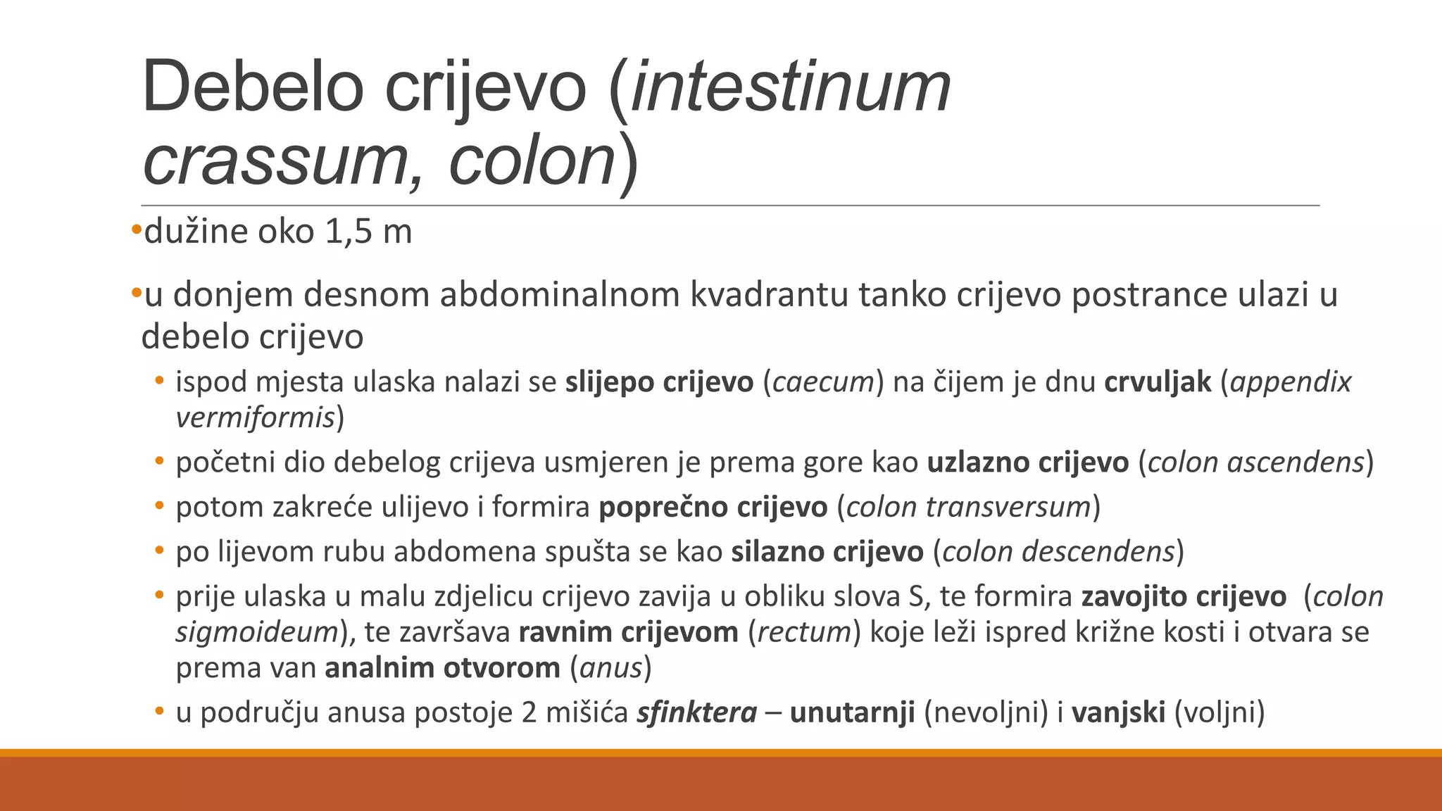 Debelo crijevo (intestinum
crassum, colon)
•dužine oko 1,5 m
•u donjem desnom abdominalnom kvadrantu tanko crijevo postrance ulazi u
debelo crijevo
• ispod mjesta ulaska nalazi se slijepo crijevo (caecum) na čijem je dnu crvuljak (appendix
vermiformis)
• početni dio debelog crijeva usmjeren je prema gore kao uzlazno crijevo (colon ascendens)
• potom zakrede ulijevo i formira poprečno crijevo (colon transversum)
• po lijevom rubu abdomena spušta se kao silazno crijevo (colon descendens)
• prije ulaska u malu zdjelicu crijevo zavija u obliku slova S, te formira zavojito crijevo (colon
sigmoideum), te završava ravnim crijevom (rectum) koje leži ispred križne kosti i otvara se
prema van analnim otvorom (anus)
• u području anusa postoje 2 mišida sfinktera – unutarnji (nevoljni) i vanjski (voljni)
 