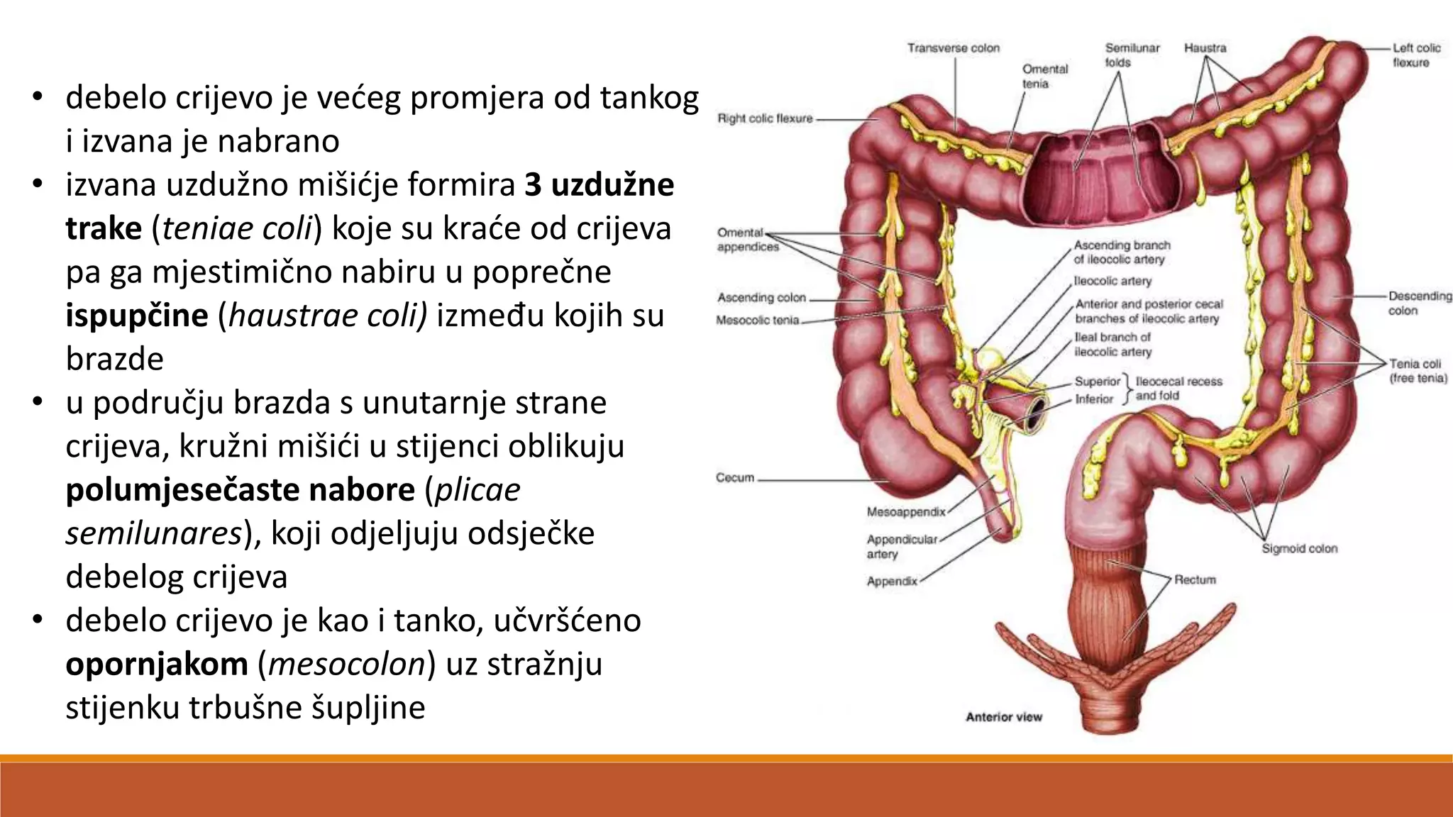 • debelo crijevo je vedeg promjera od tankog
i izvana je nabrano
• izvana uzdužno mišidje formira 3 uzdužne
trake (teniae coli) koje su krade od crijeva
pa ga mjestimično nabiru u poprečne
ispupčine (haustrae coli) između kojih su
brazde
• u području brazda s unutarnje strane
crijeva, kružni mišidi u stijenci oblikuju
polumjesečaste nabore (plicae
semilunares), koji odjeljuju odsječke
debelog crijeva
• debelo crijevo je kao i tanko, učvršdeno
opornjakom (mesocolon) uz stražnju
stijenku trbušne šupljine
 