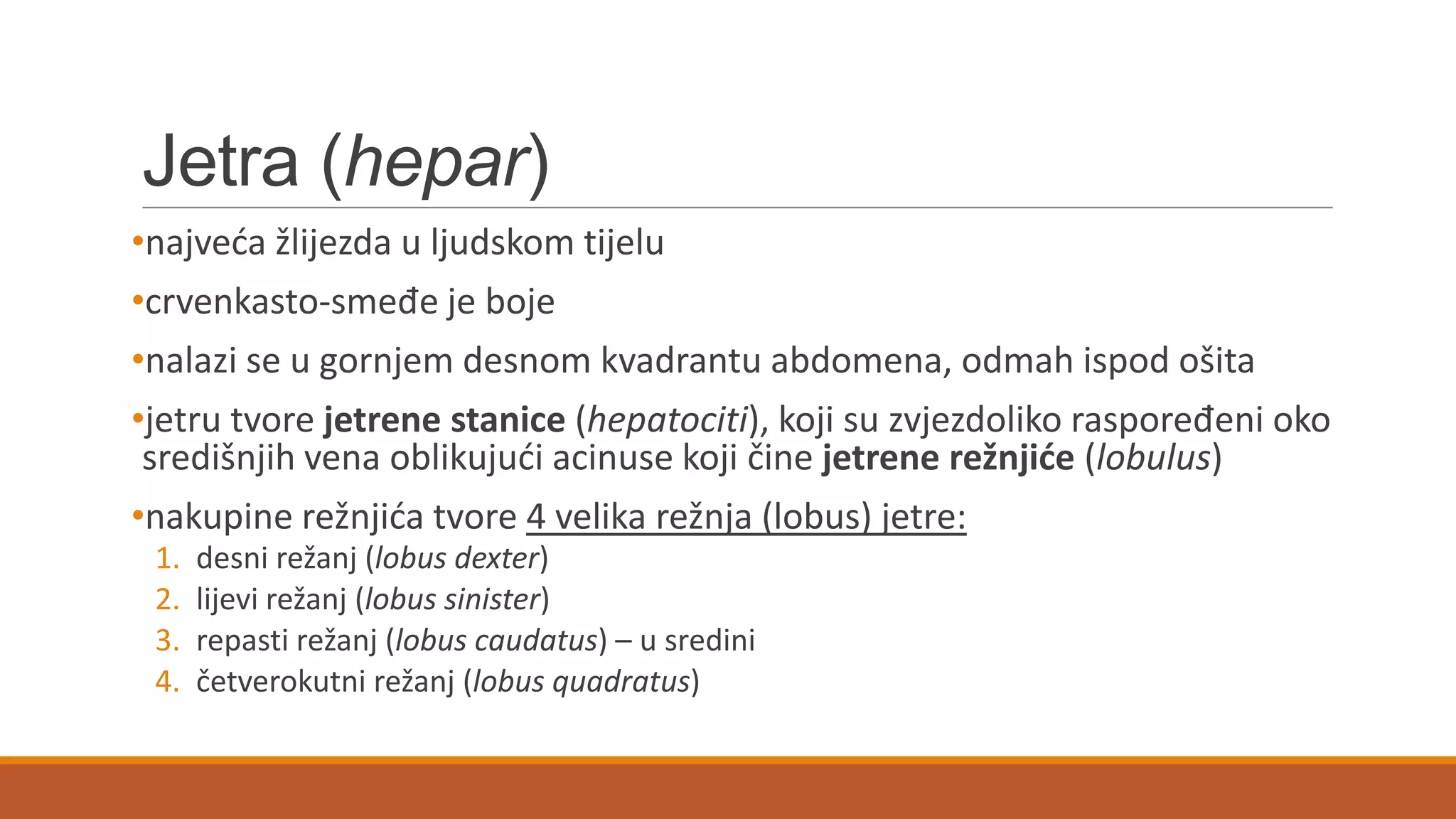 Jetra (hepar)
•najveda žlijezda u ljudskom tijelu
•crvenkasto-smeđe je boje
•nalazi se u gornjem desnom kvadrantu abdomena, odmah ispod ošita
•jetru tvore jetrene stanice (hepatociti), koji su zvjezdoliko raspoređeni oko
središnjih vena oblikujudi acinuse koji čine jetrene režnjide (lobulus)
•nakupine režnjida tvore 4 velika režnja (lobus) jetre:
1. desni režanj (lobus dexter)
2. lijevi režanj (lobus sinister)
3. repasti režanj (lobus caudatus) – u sredini
4. četverokutni režanj (lobus quadratus)
 