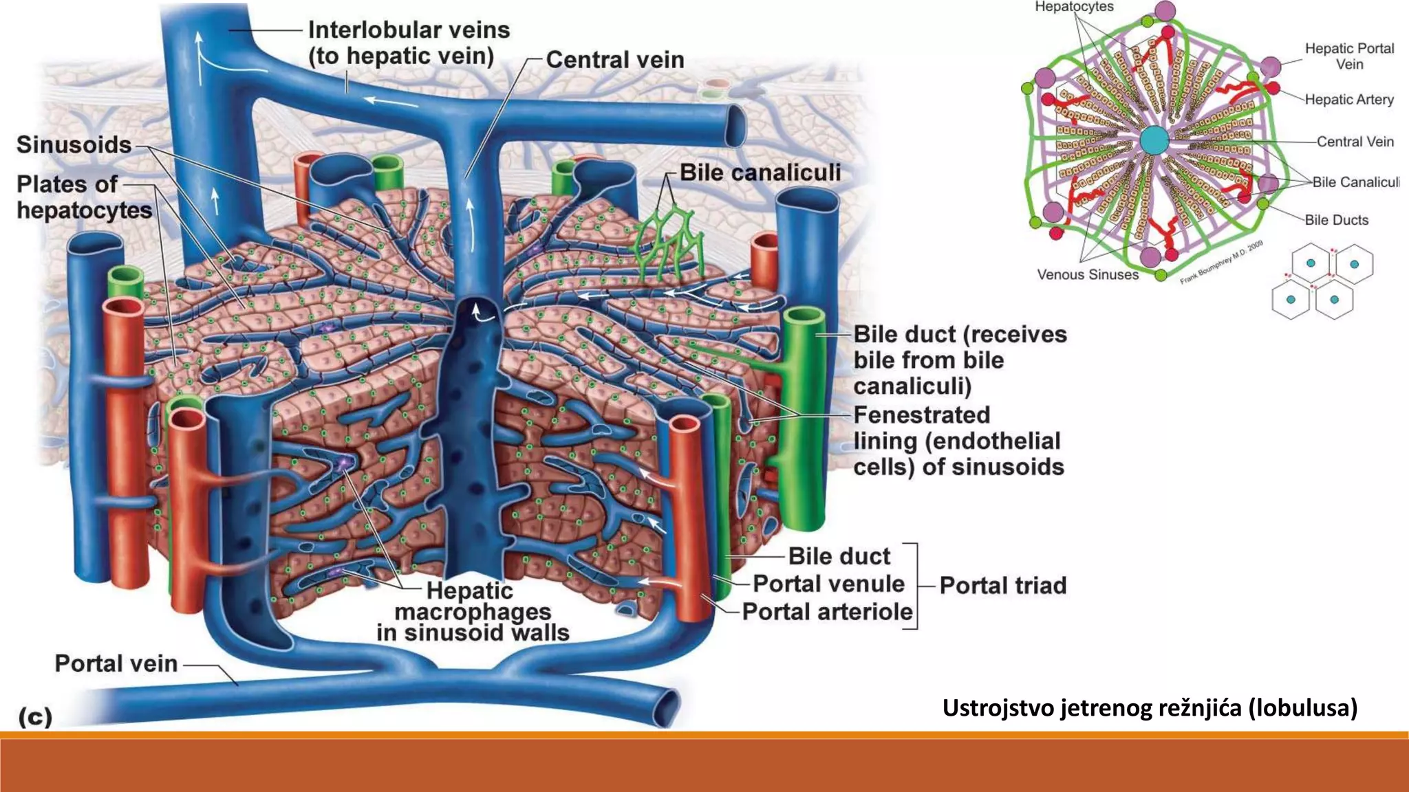Ustrojstvo jetrenog režnjida (lobulusa)
 