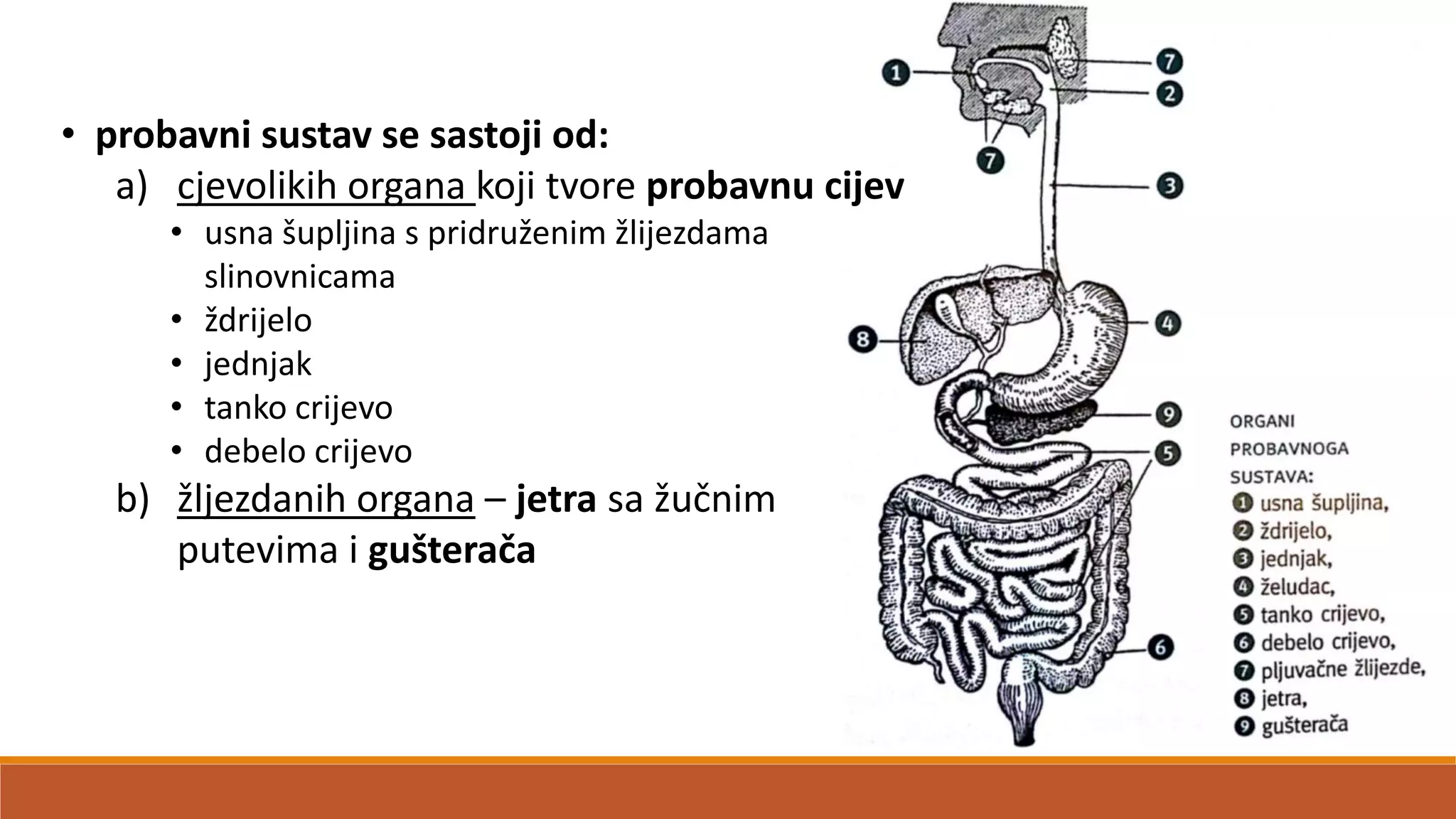 • probavni sustav se sastoji od:
a) cjevolikih organa koji tvore probavnu cijev
• usna šupljina s pridruženim žlijezdama
slinovnicama
• ždrijelo
• jednjak
• tanko crijevo
• debelo crijevo
b) žljezdanih organa – jetra sa žučnim
putevima i gušterača
 