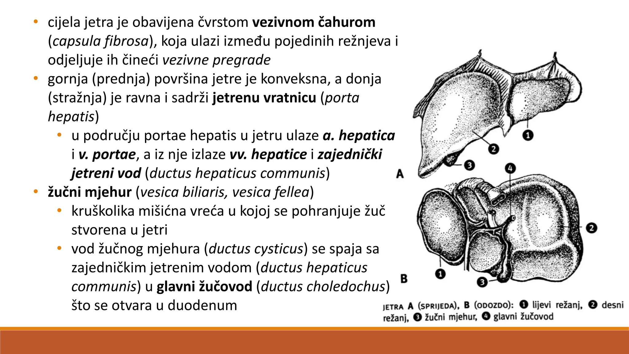 • cijela jetra je obavijena čvrstom vezivnom čahurom
(capsula fibrosa), koja ulazi između pojedinih režnjeva i
odjeljuje ih činedi vezivne pregrade
• gornja (prednja) površina jetre je konveksna, a donja
(stražnja) je ravna i sadrži jetrenu vratnicu (porta
hepatis)
• u području portae hepatis u jetru ulaze a. hepatica
i v. portae, a iz nje izlaze vv. hepatice i zajednički
jetreni vod (ductus hepaticus communis)
• žučni mjehur (vesica biliaris, vesica fellea)
• kruškolika mišidna vreda u kojoj se pohranjuje žuč
stvorena u jetri
• vod žučnog mjehura (ductus cysticus) se spaja sa
zajedničkim jetrenim vodom (ductus hepaticus
communis) u glavni žučovod (ductus choledochus)
što se otvara u duodenum
 