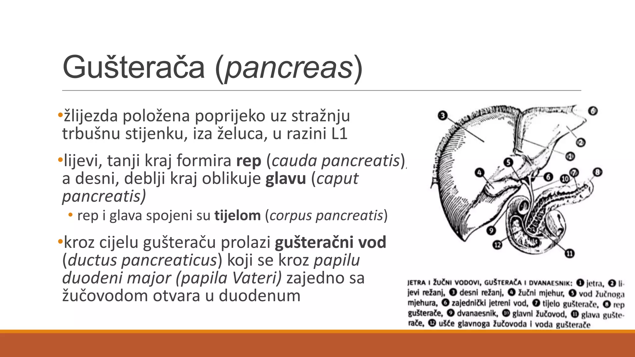 Gušterača (pancreas)
•žlijezda položena poprijeko uz stražnju
trbušnu stijenku, iza želuca, u razini L1
•lijevi, tanji kraj formira rep (cauda pancreatis),
a desni, deblji kraj oblikuje glavu (caput
pancreatis)
• rep i glava spojeni su tijelom (corpus pancreatis)
•kroz cijelu gušteraču prolazi gušteračni vod
(ductus pancreaticus) koji se kroz papilu
duodeni major (papila Vateri) zajedno sa
žučovodom otvara u duodenum
 