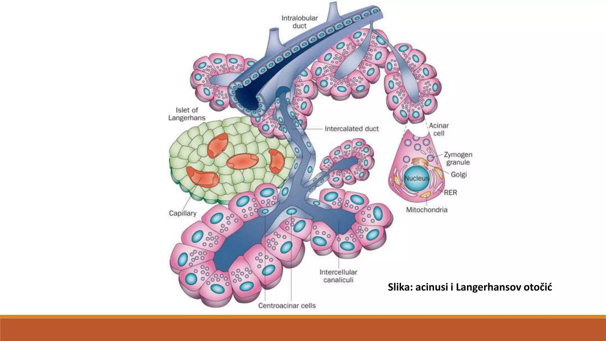 Slika: acinusi i Langerhansov otočid
 