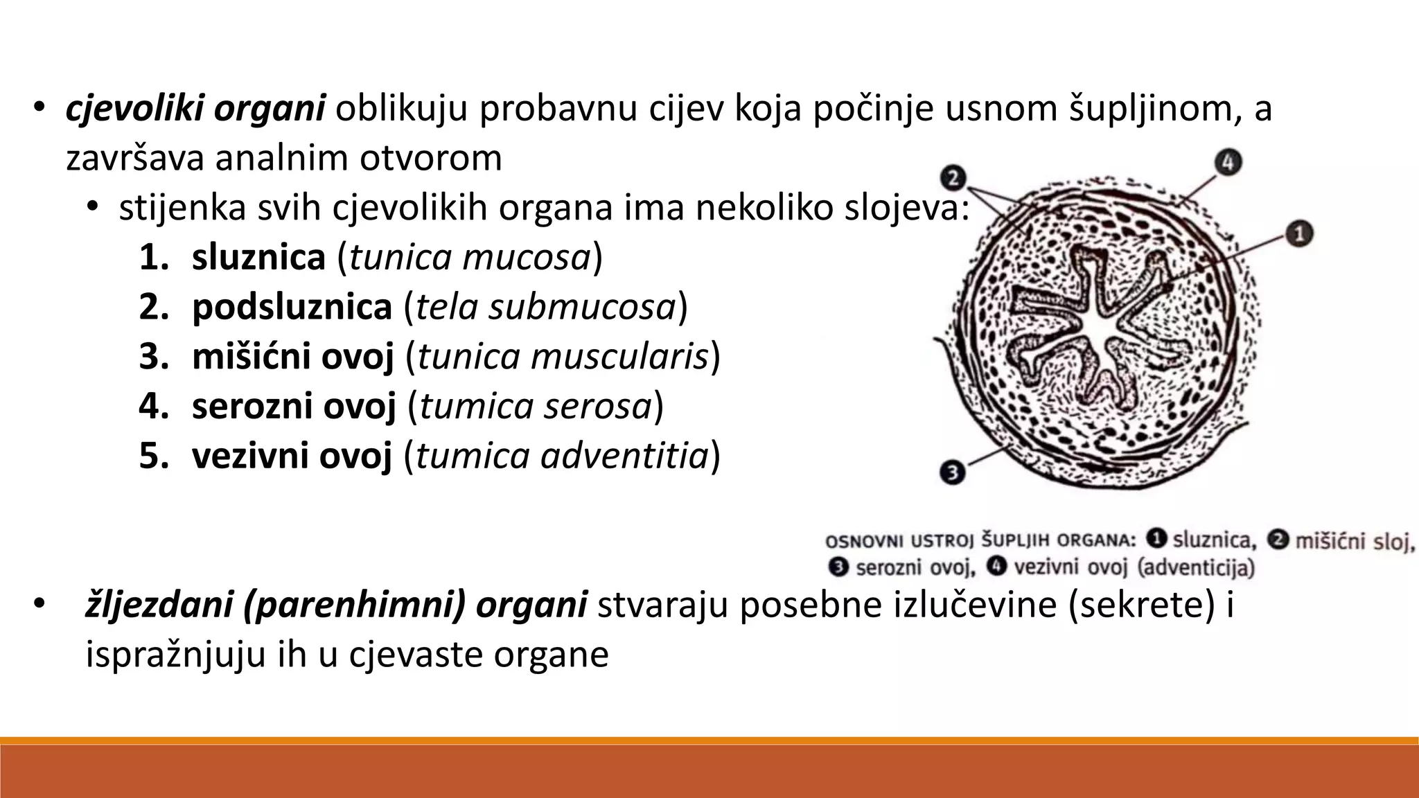 • cjevoliki organi oblikuju probavnu cijev koja počinje usnom šupljinom, a
završava analnim otvorom
• stijenka svih cjevolikih organa ima nekoliko slojeva:
1. sluznica (tunica mucosa)
2. podsluznica (tela submucosa)
3. mišidni ovoj (tunica muscularis)
4. serozni ovoj (tumica serosa)
5. vezivni ovoj (tumica adventitia)
• žljezdani (parenhimni) organi stvaraju posebne izlučevine (sekrete) i
ispražnjuju ih u cjevaste organe
 