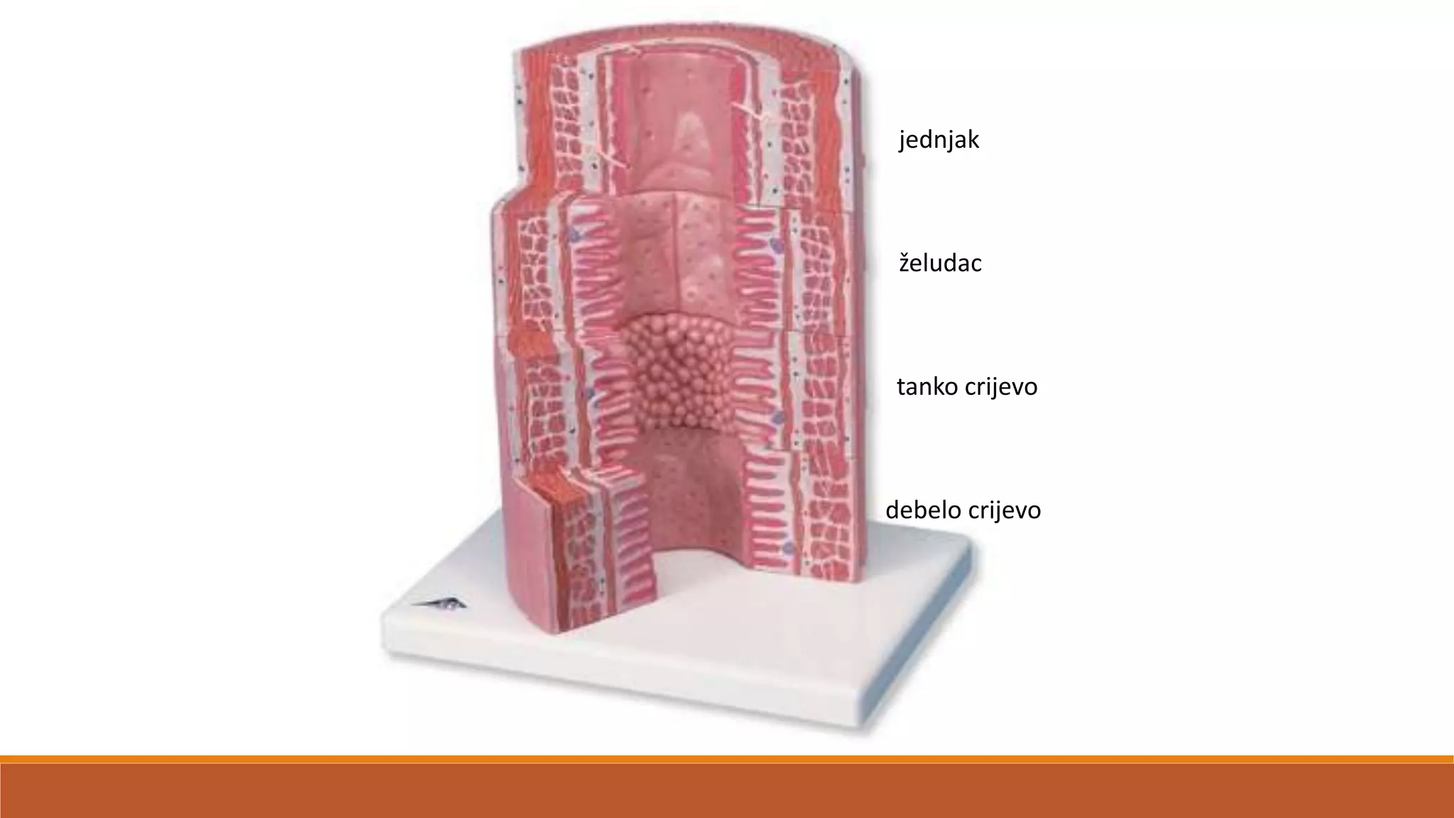 jednjak
želudac
tanko crijevo
debelo crijevo
 