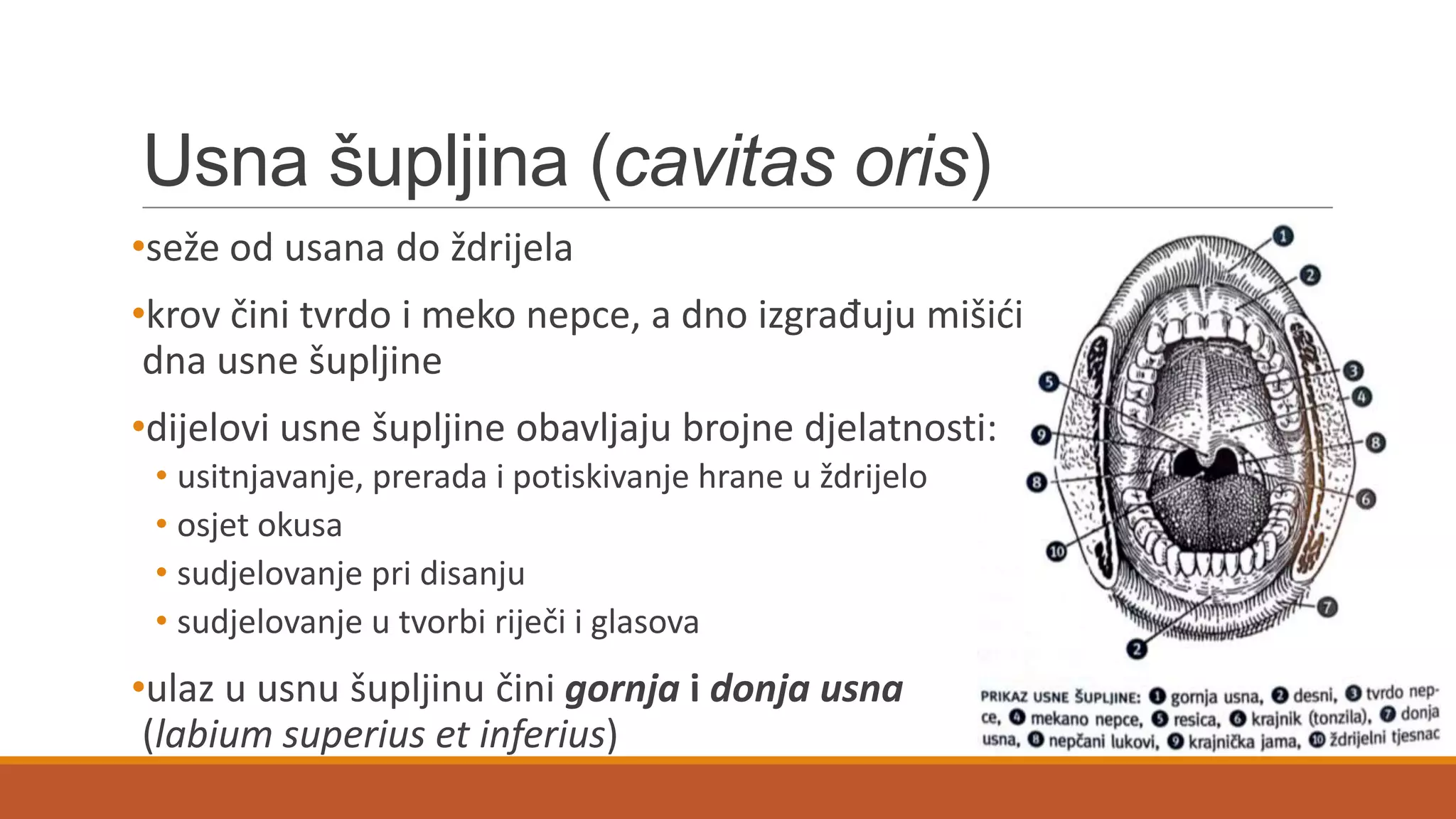 Usna šupljina (cavitas oris)
•seže od usana do ždrijela
•krov čini tvrdo i meko nepce, a dno izgrađuju mišidi
dna usne šupljine
•dijelovi usne šupljine obavljaju brojne djelatnosti:
• usitnjavanje, prerada i potiskivanje hrane u ždrijelo
• osjet okusa
• sudjelovanje pri disanju
• sudjelovanje u tvorbi riječi i glasova
•ulaz u usnu šupljinu čini gornja i donja usna
(labium superius et inferius)
 
