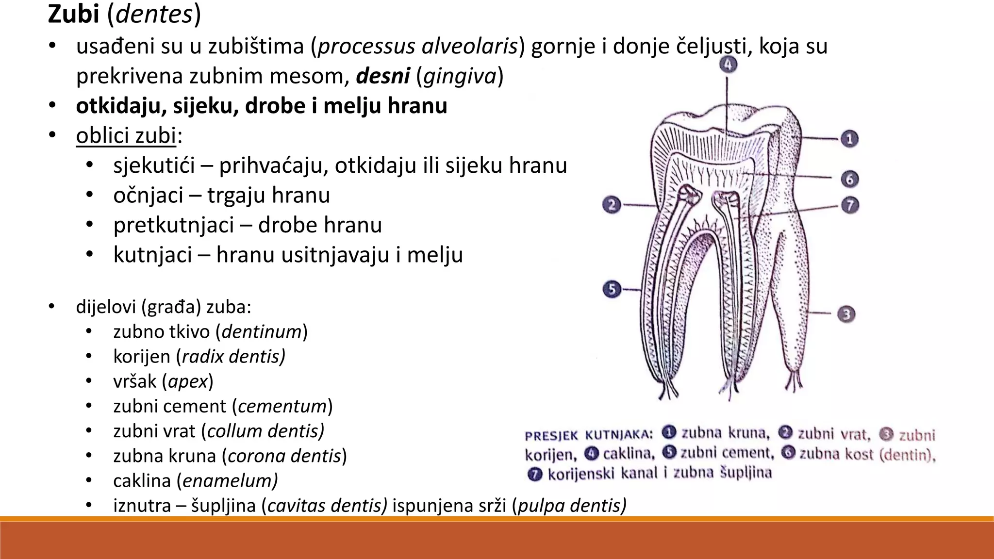 Zubi (dentes)
• usađeni su u zubištima (processus alveolaris) gornje i donje čeljusti, koja su
prekrivena zubnim mesom, desni (gingiva)
• otkidaju, sijeku, drobe i melju hranu
• oblici zubi:
• sjekutidi – prihvadaju, otkidaju ili sijeku hranu
• očnjaci – trgaju hranu
• pretkutnjaci – drobe hranu
• kutnjaci – hranu usitnjavaju i melju
• dijelovi (građa) zuba:
• zubno tkivo (dentinum)
• korijen (radix dentis)
• vršak (apex)
• zubni cement (cementum)
• zubni vrat (collum dentis)
• zubna kruna (corona dentis)
• caklina (enamelum)
• iznutra – šupljina (cavitas dentis) ispunjena srži (pulpa dentis)
 