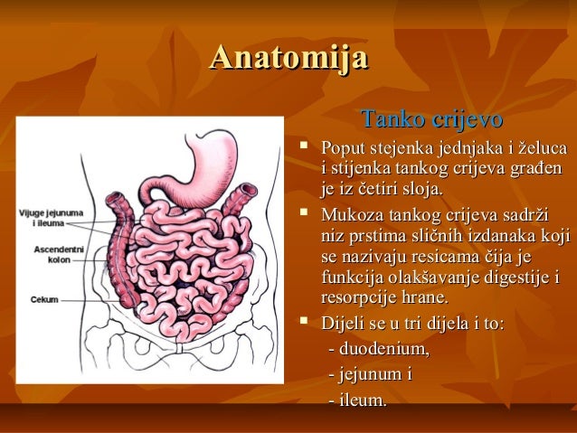 Probavni trakt